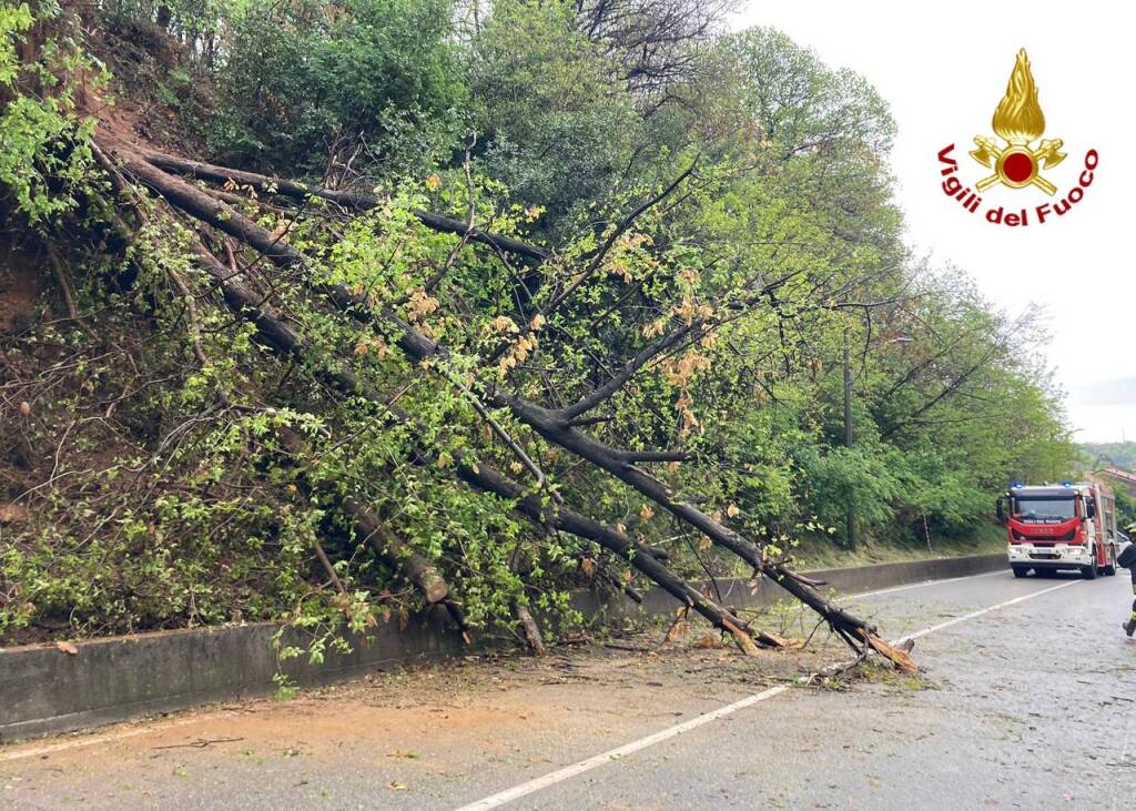 Alberi caduti in via Macchio a Premezzo 