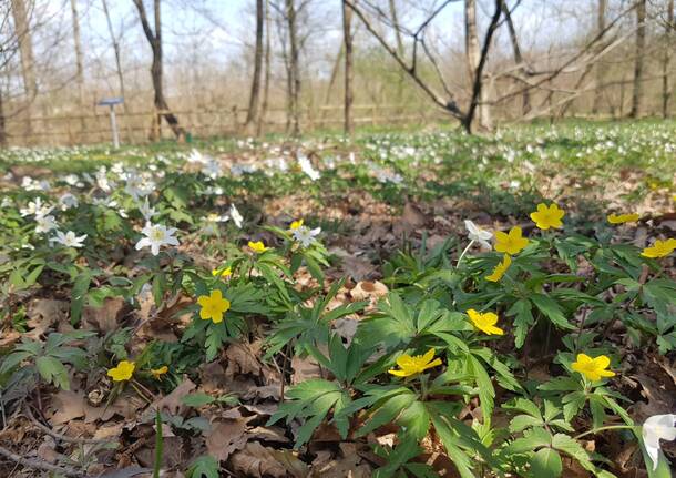 Centro biodiversità Parco Lura