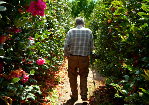 Il labirinto delle camelie di Laveno Mombello