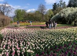 La fioritura dei tulipani a Villa Taranto