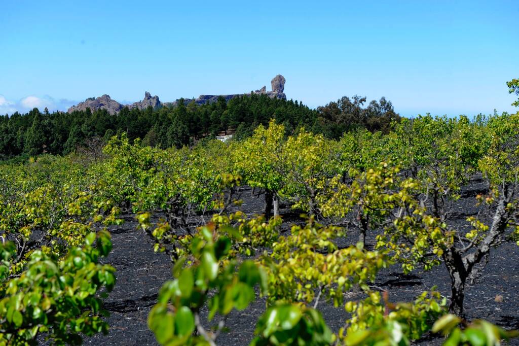 le Isole Canarie