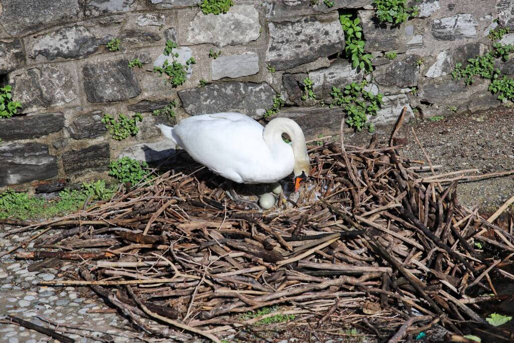 Le uova dei cigni a Laveno Mombello 