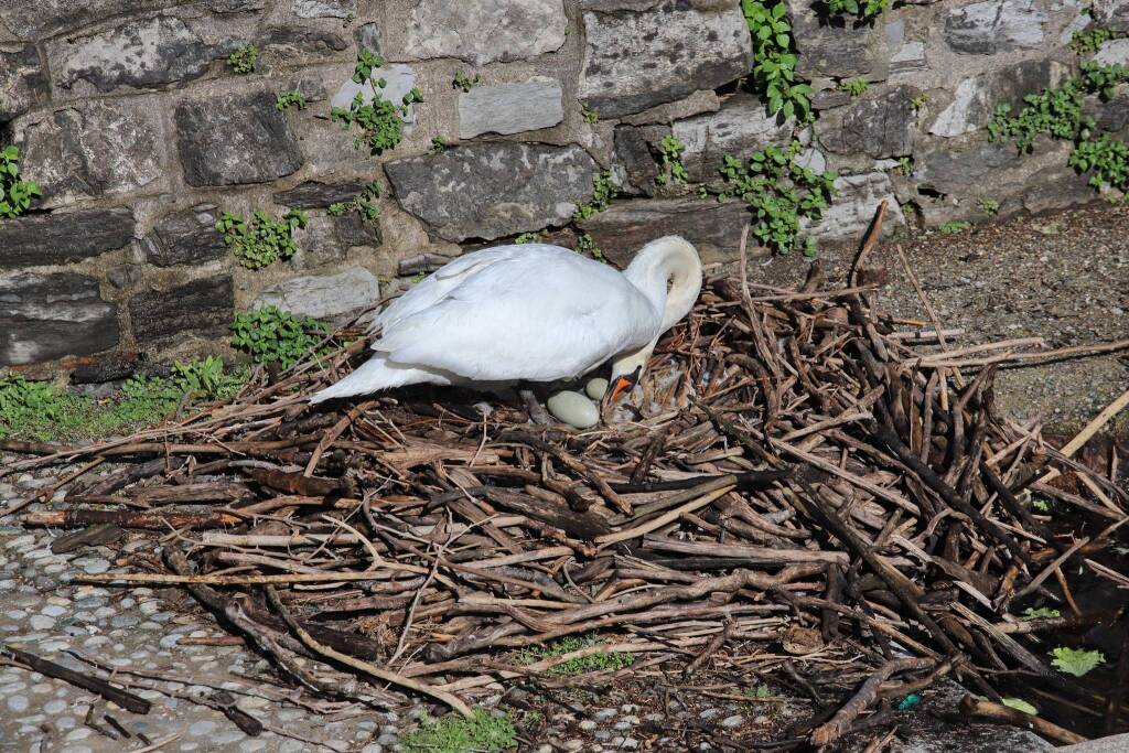 Le uova dei cigni a Laveno Mombello 