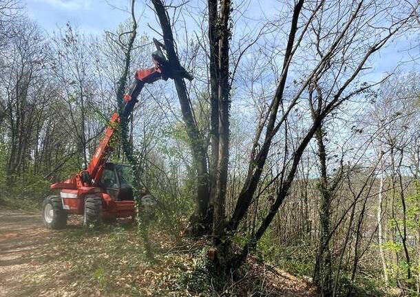 morto bosco castronno