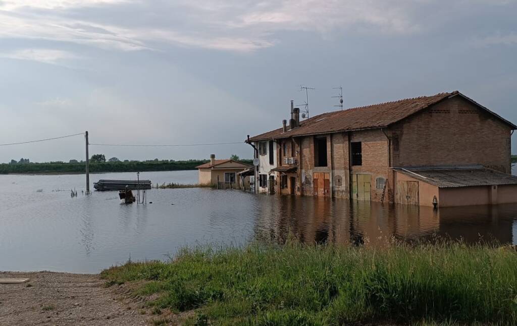 Gattini salvati dall'alluvione