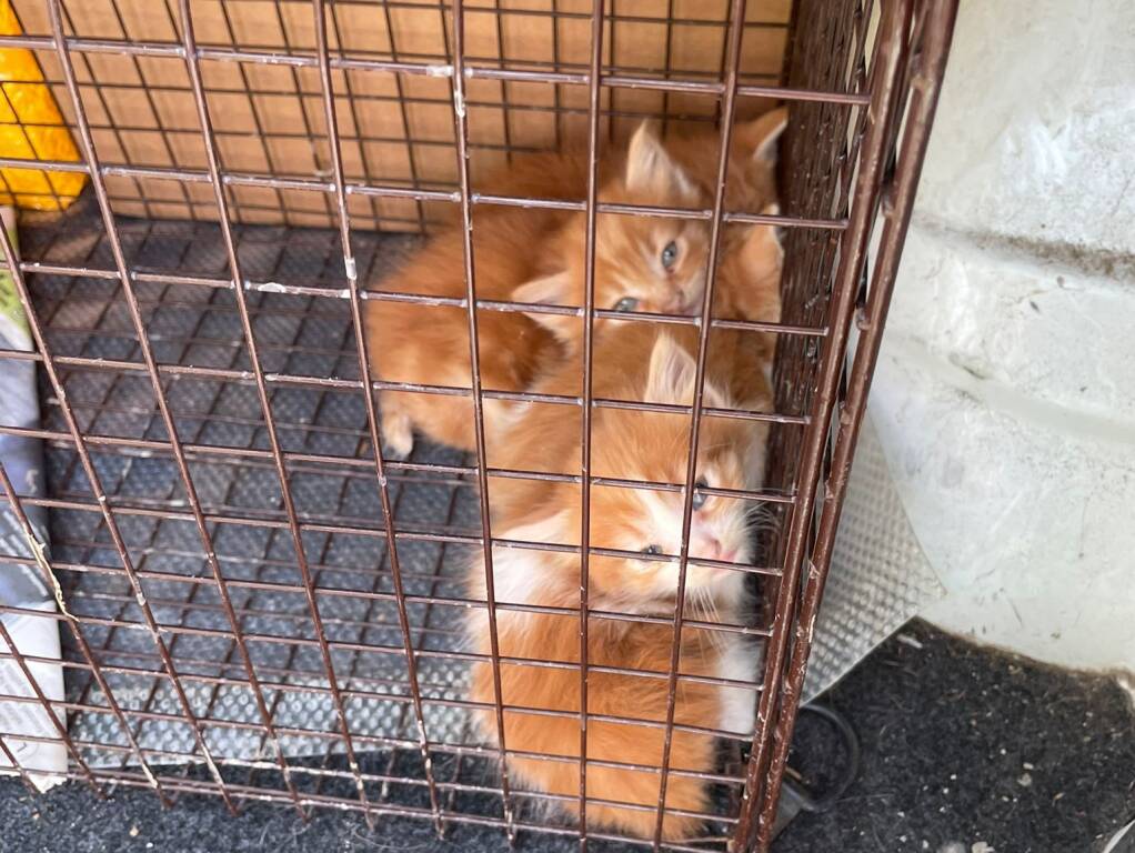 Gattini salvati dall'alluvione