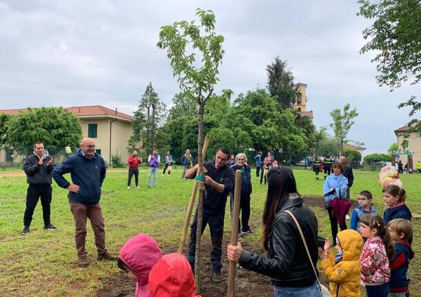 Il Parco dei Ciliegi di Morosolo ancora più bello grazie a tre nuovi alberi