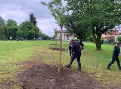 Il Parco dei Ciliegi di Morosolo ancora più bello grazie a tre nuovi alberi