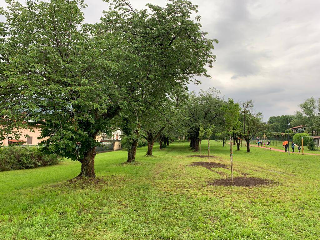 Il Parco dei Ciliegi di Morosolo ancora più bello grazie a tre nuovi alberi