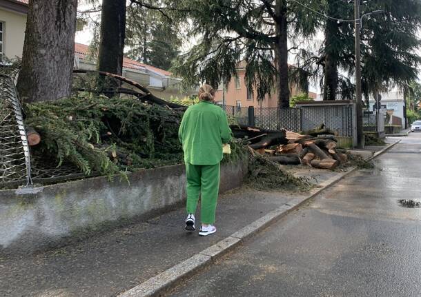 albero albizzate temporale