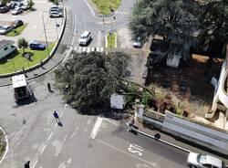 GALLARATE ALBERO CADUTO