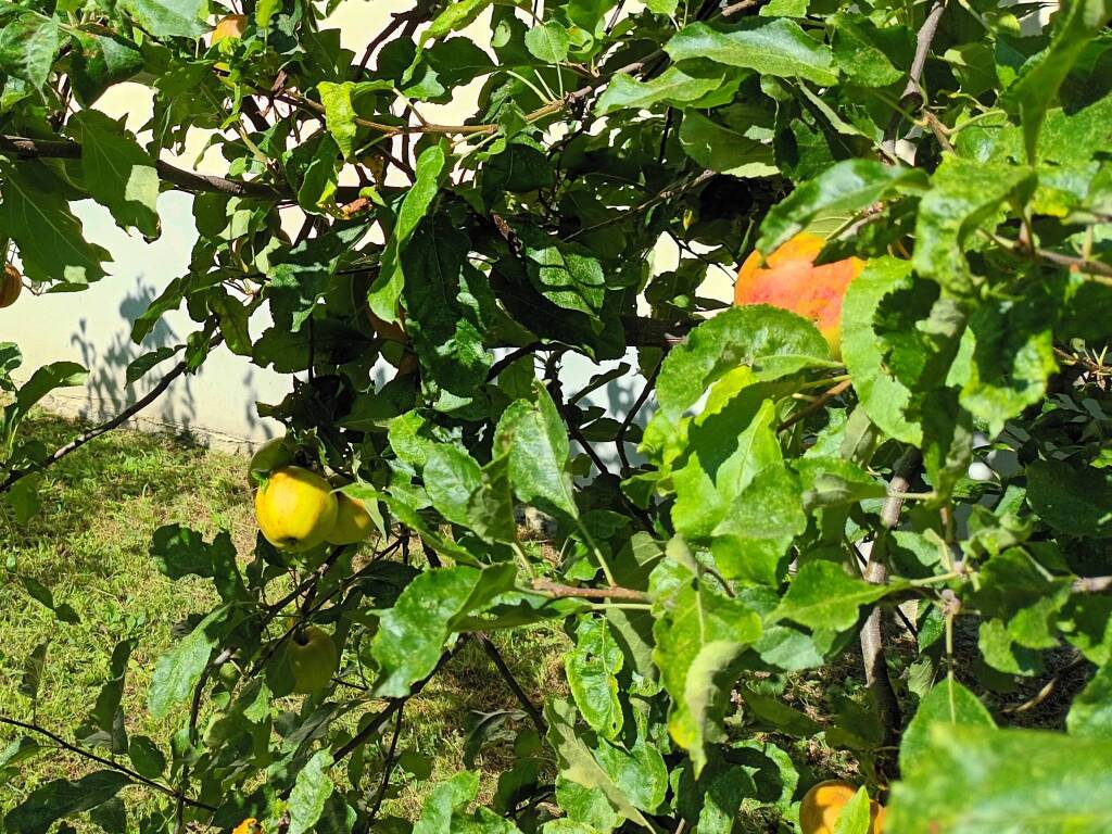 mazzini's herb garden