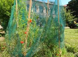 mazzini's herb garden