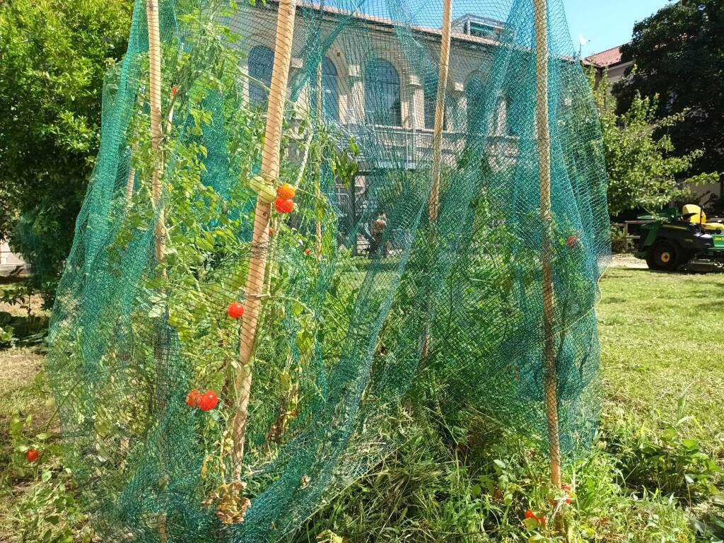 mazzini's herb garden