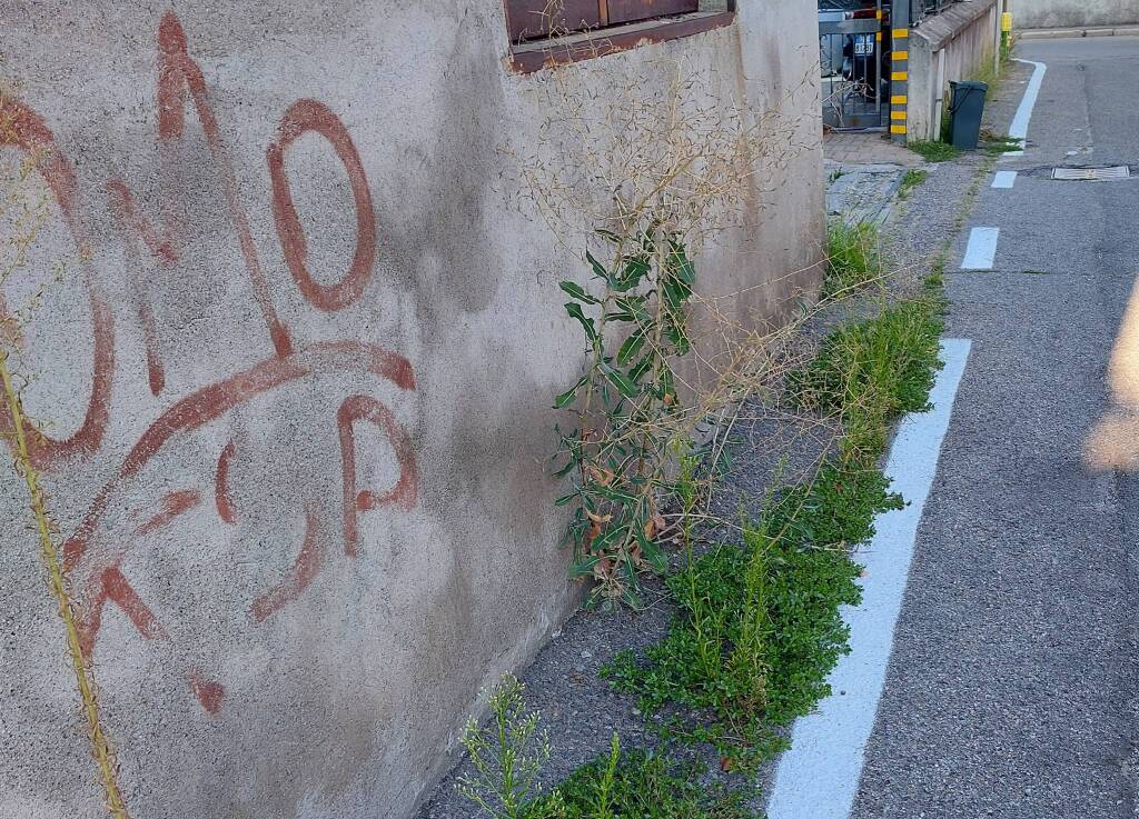 Vegetazione sui marciapiedi a Cardano al Campo