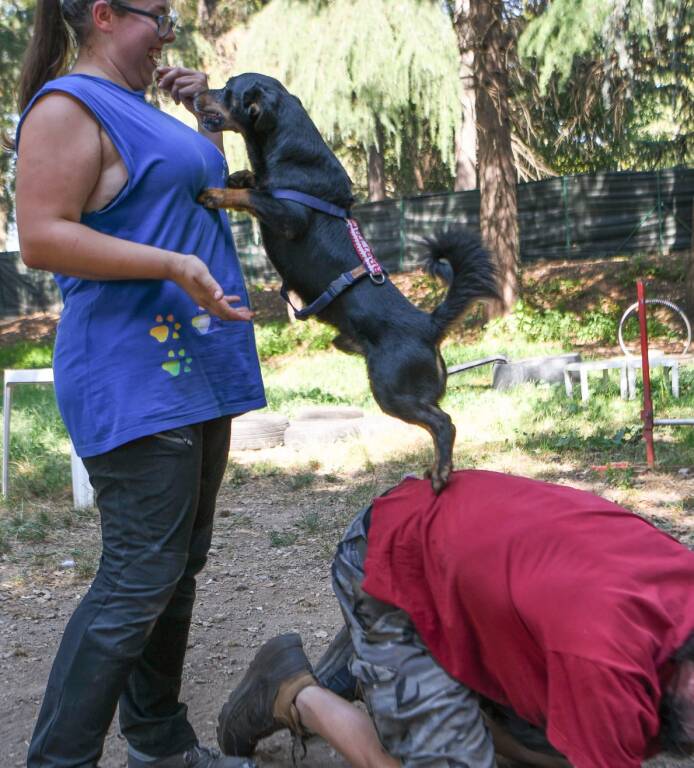 canile busto arsizio nello giugliano emanuele chareun