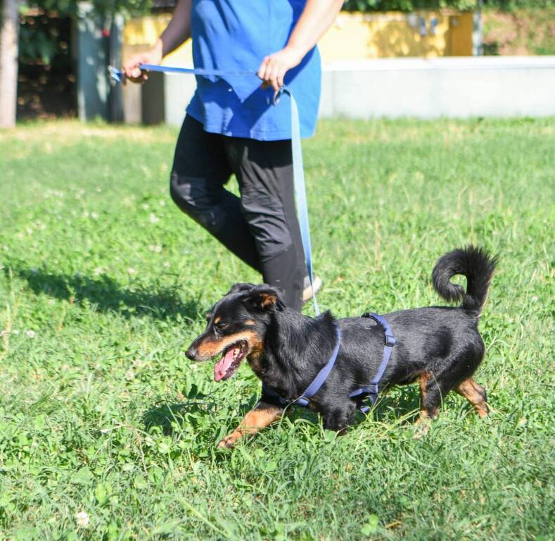 canile busto arsizio nello giugliano emanuele chareun