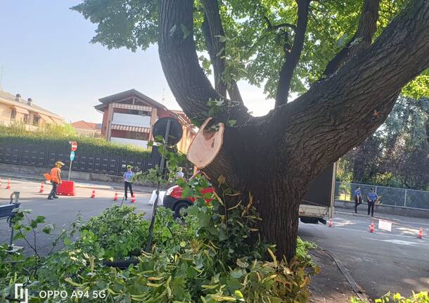 L’abbattimento dei tigli di piazza 25 aprile a Cassano