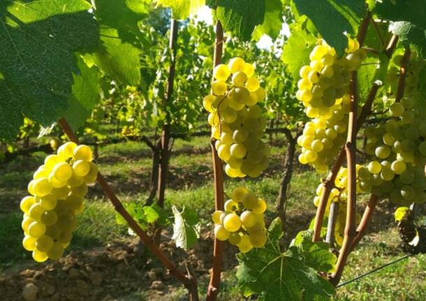 Spumanti franciacorta: un vanto italiano di fama globale - - Varese News