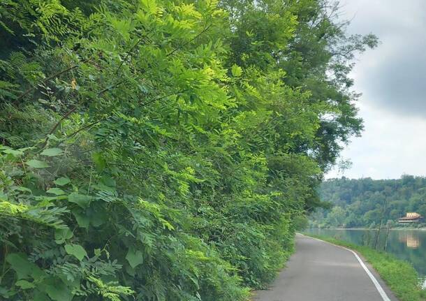 La strada alzaia invasa dalla vegetazione