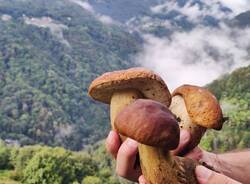 funghi foto di Ready To Trek