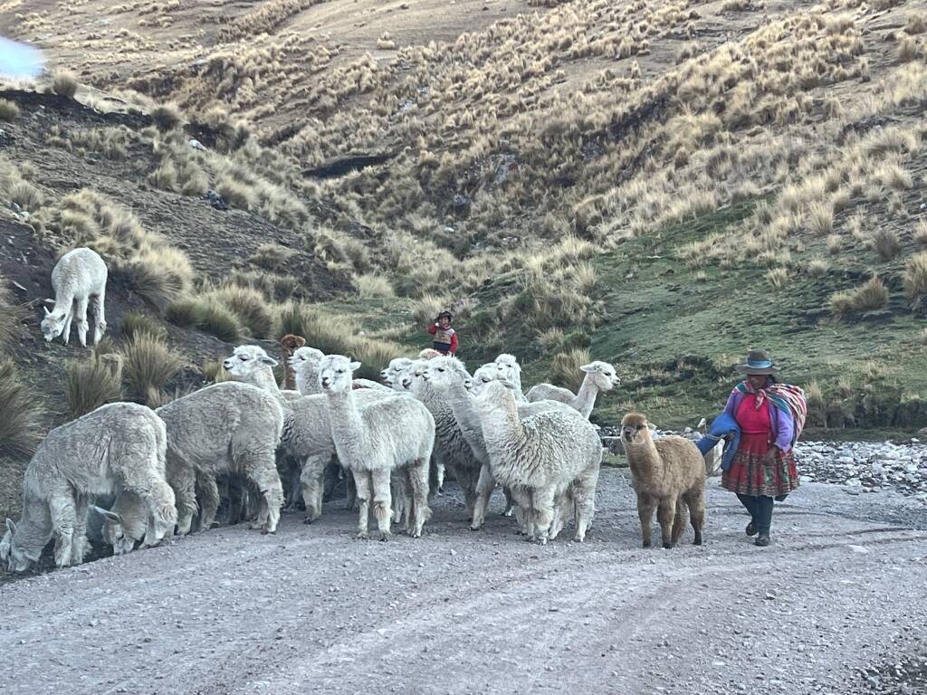 Peru - Omacha 