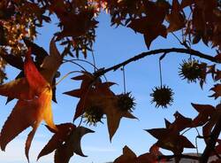 I colori dell'autunno visti dai fotografi di Oggi nel Varesotto