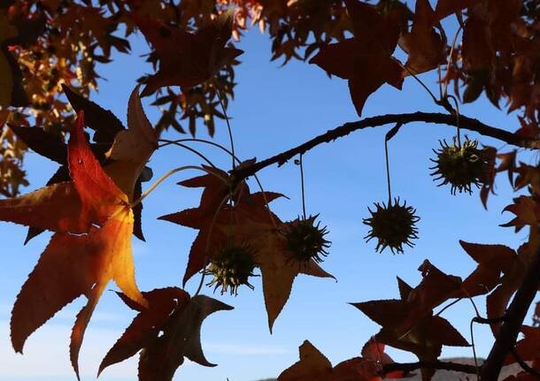 I colori dell'autunno visti dai fotografi di Oggi nel Varesotto