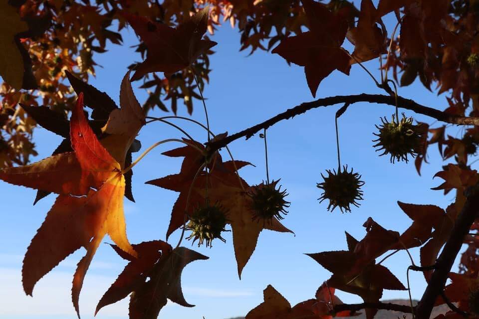 I colori dell'autunno visti dai fotografi di Oggi nel Varesotto