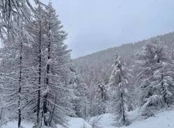 I boschi del Devero coperti di neve - foto di Gloria Ripamonti