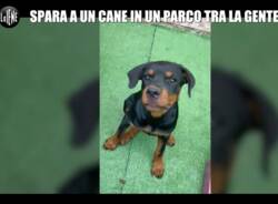 cane ucciso da un cacciatore nel parco del roccolo a Le Iene