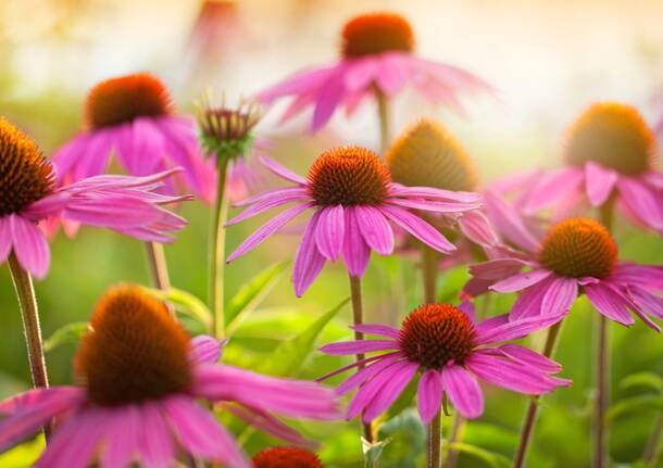 echinacea