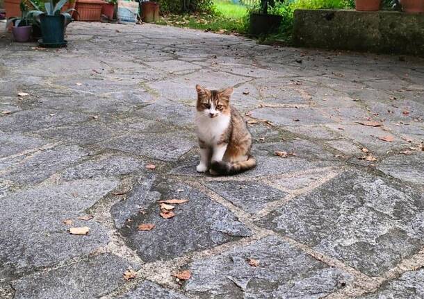 A Cazzago Brabbia nasce un’associazione per la tutela dei gatti randagi