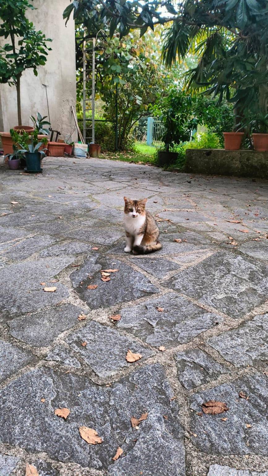 A Cazzago Brabbia nasce un’associazione per la tutela dei gatti randagi