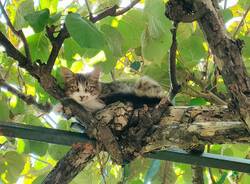 A Cazzago Brabbia nasce un’associazione per la tutela dei gatti randagi