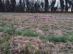 La potatura delle barbatelle della vigna di Gorla Maggiore 