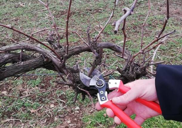 La potatura delle barbatelle della vigna di Gorla Maggiore 