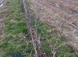 La potatura delle barbatelle della vigna di Gorla Maggiore 