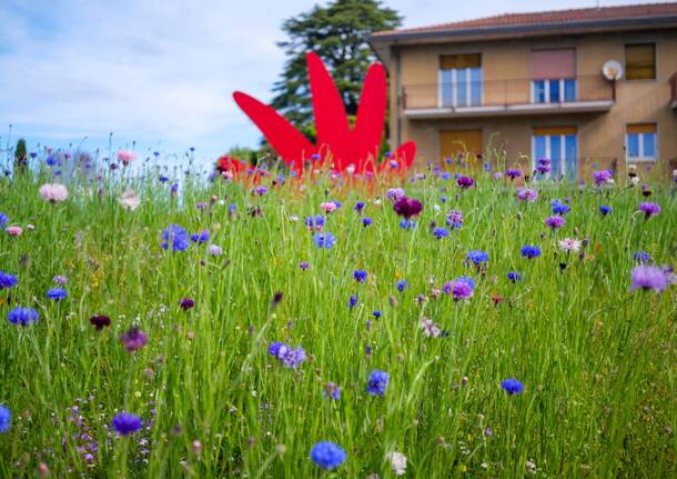 aiuole fiori varese