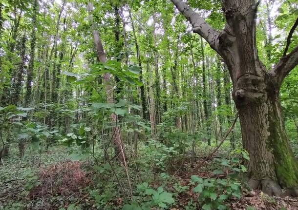  bosco di via Curtatone a Gallarate