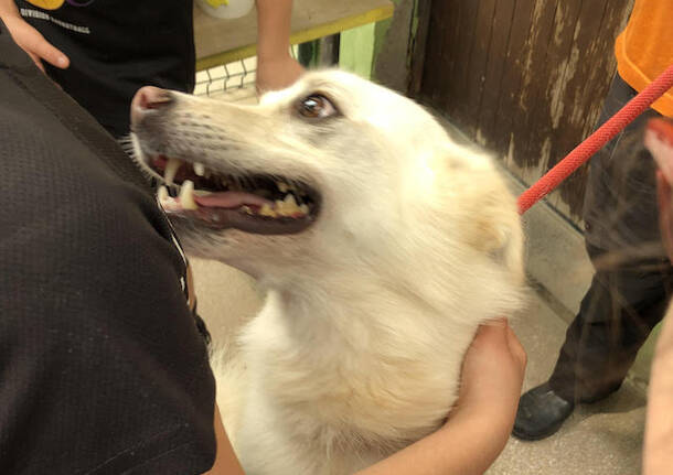 Gli alunni della “Pascoli” al canile di Busto Arsizio