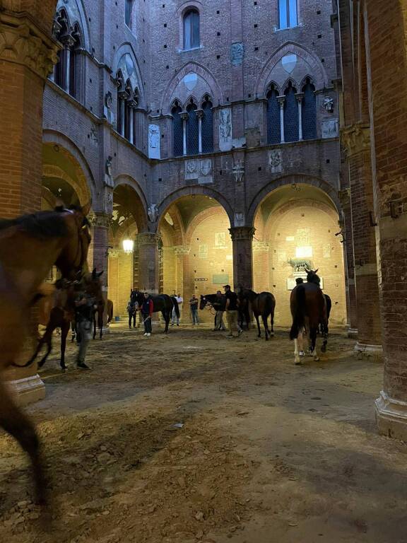 Palio di Siena, anche un cavallo "legnanese" alle prove di notte