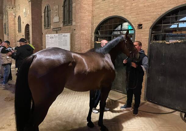 Palio di Siena, anche un cavallo “legnanese” alle prove di notte