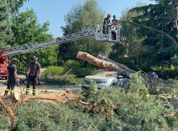 albero auto parcheggio ats insubria varese