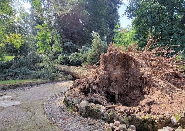 albero sradicato villa recalcati maltempo luglio 2024