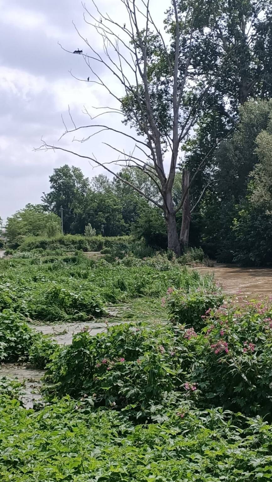 Fiume Olona dopo i temporali del 7 luglio 