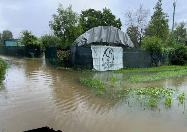 Forti piogge a Varese, canile di nuovo sott’acqua