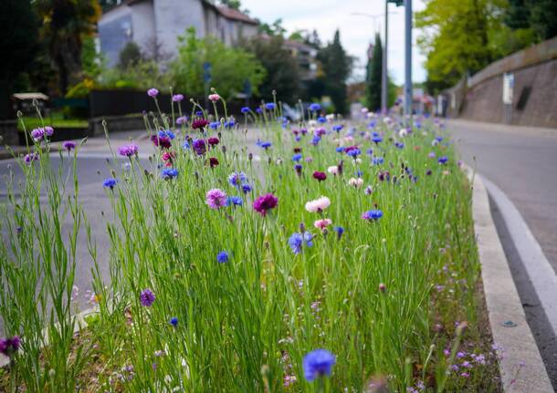 il prato fiorito nelle aiuole di viale Europa a Varese