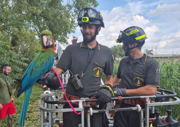 pappagallo salvato vigili del fuoco cisliano