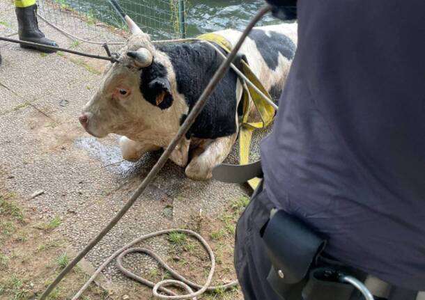 toro nel canale 